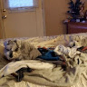 Meet your Posher, Joe